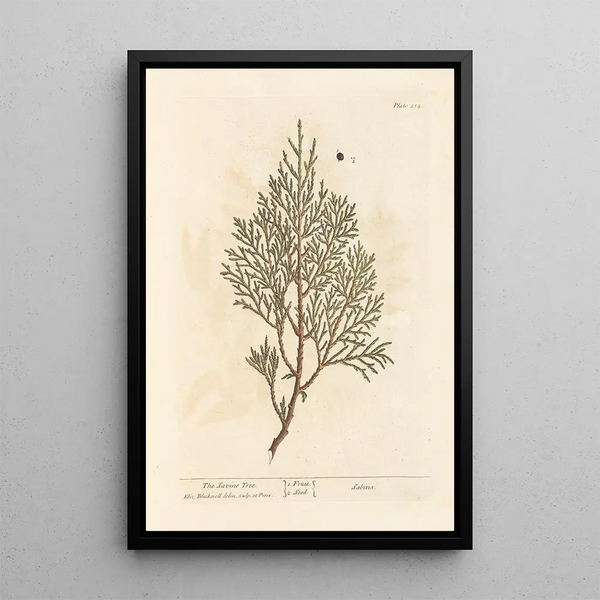 Le genévrier sabine - Elizabeth Blackwell — ingelijst kunstwerk aan de muur