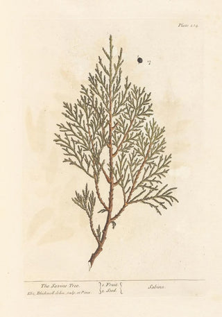 Elizabeth Blackwell - The savine tree.webp