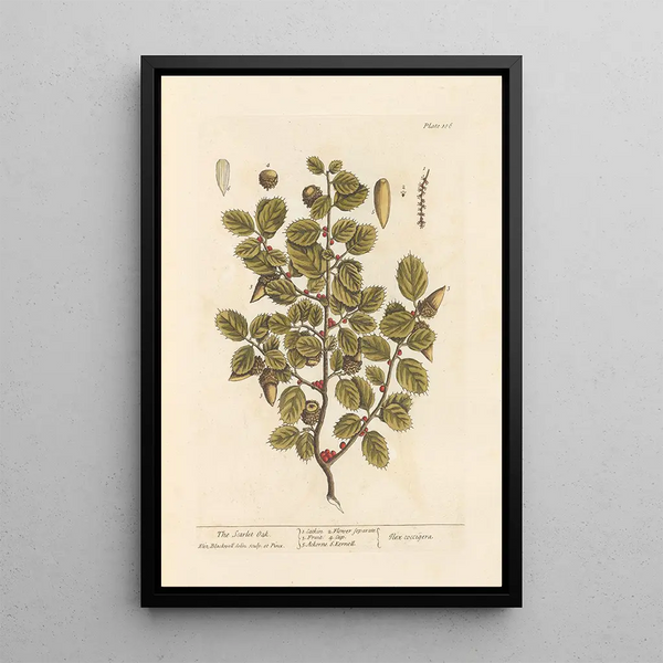 Le chêne écarlate - Elizabeth Blackwell — ingelijst kunstwerk aan de muur
