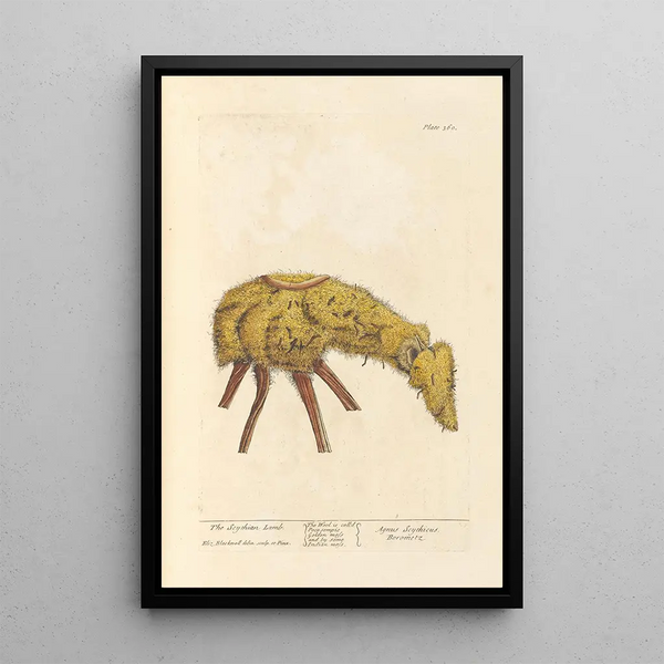 L'agneau scythe - Elizabeth Blackwell — ingelijst kunstwerk aan de muur