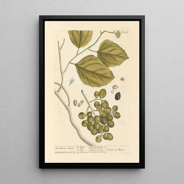 De pruimenboom sebesten - Elizabeth Blackwell — ingelijst kunstwerk aan de muur