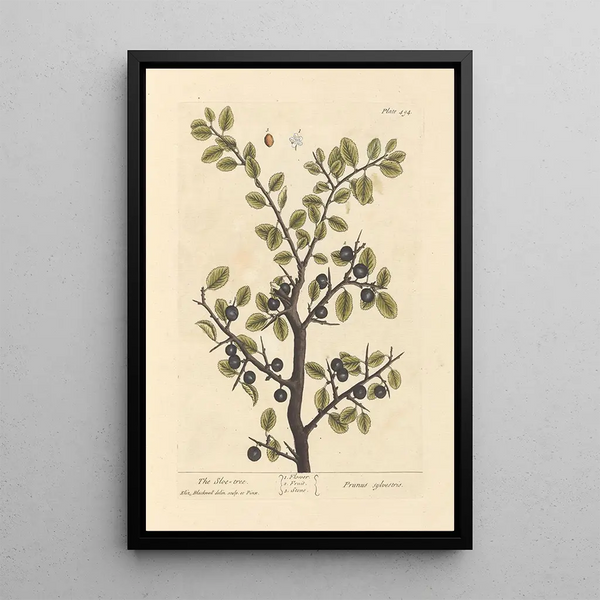 Le prunellier - Elizabeth Blackwell — ingelijst kunstwerk aan de muur