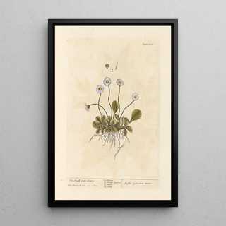 Elizabeth Blackwell - The small wild daisy.webp