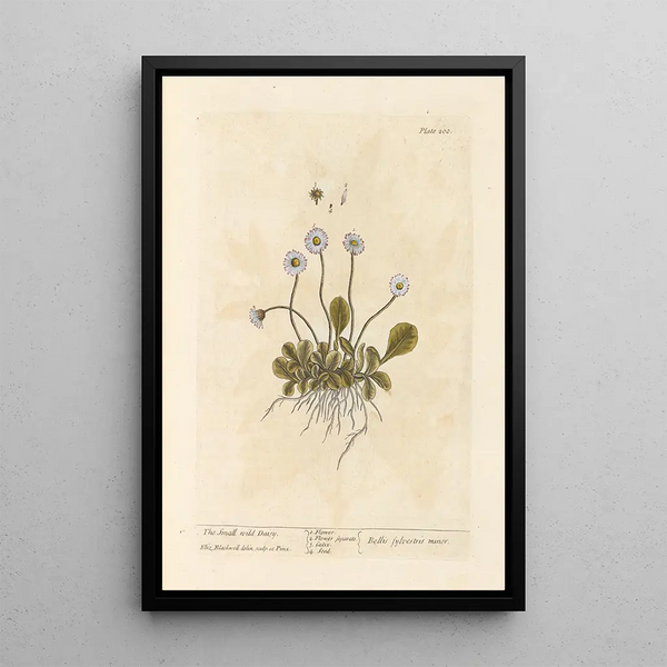 La petite marguerite sauvage - Elizabeth Blackwell — ingelijst kunstwerk aan de muur