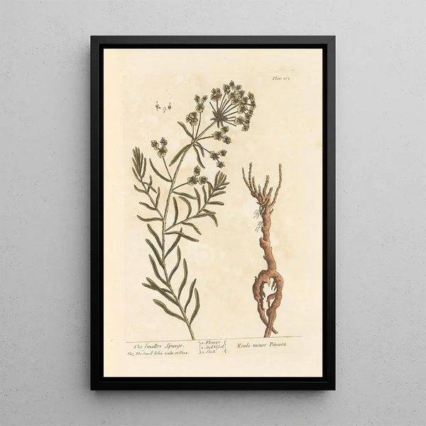 La petite euphorbe - Elizabeth Blackwell — ingelijst kunstwerk aan de muur