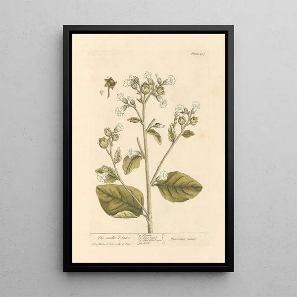 Le petit tabac - Elizabeth Blackwell — ingelijst kunstwerk aan de muur
