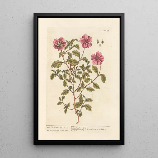 Le ciste doux de Candie - Elizabeth Blackwell — ingelijst kunstwerk aan de muur