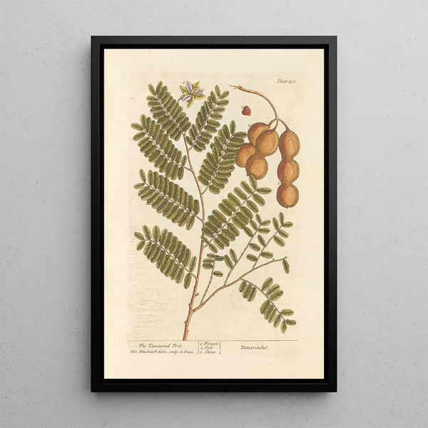 Le tamarinier - Elizabeth Blackwell — ingelijst kunstwerk aan de muur