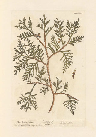 Elizabeth Blackwell - The tree of life.webp