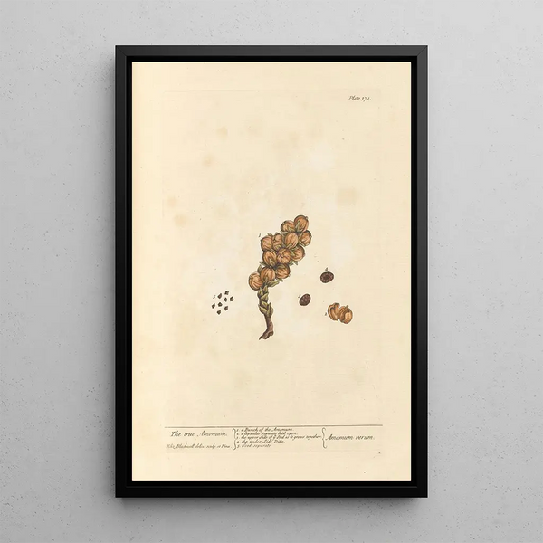 Le véritable amome - Elizabeth Blackwell — ingelijst kunstwerk aan de muur