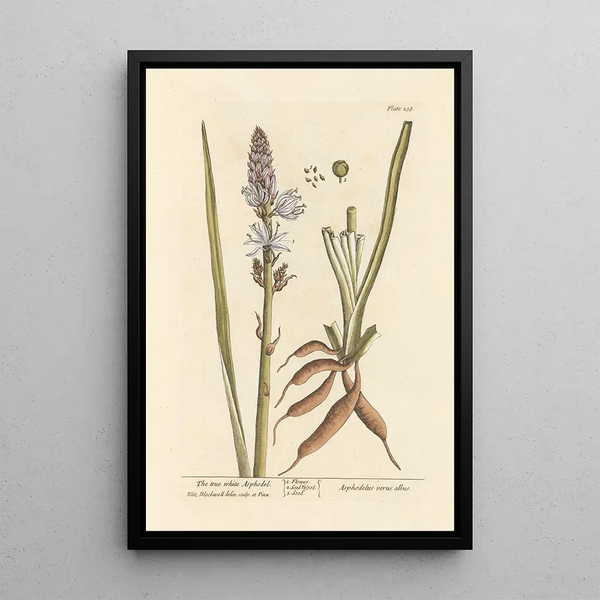 Het ware witte asfodelus - Elizabeth Blackwell — ingelijst kunstwerk aan de muur