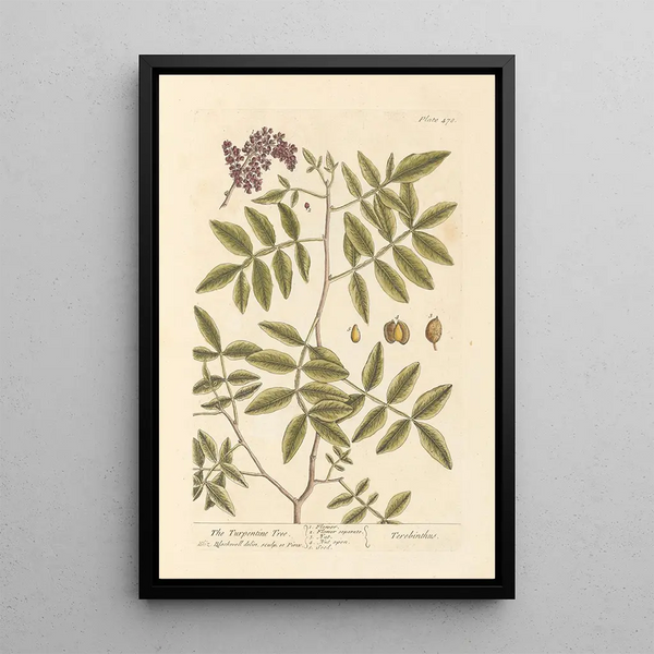 Le térébinthe - Elizabeth Blackwell — ingelijst kunstwerk aan de muur