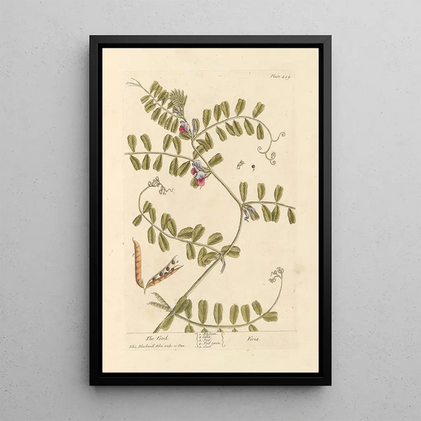 La vesce - Elizabeth Blackwell — ingelijst kunstwerk aan de muur