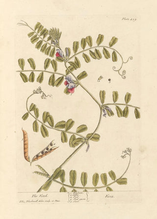 Elizabeth Blackwell - The vetch.webp