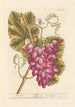 La vigne - Elizabeth Blackwell — weergave van het kunstwerk
