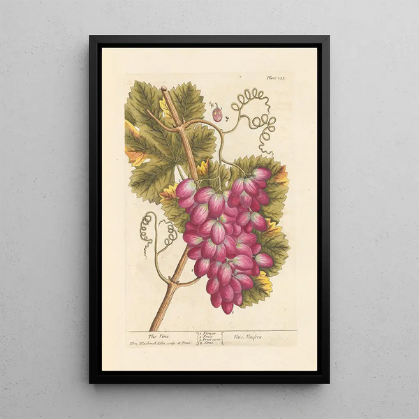 La vigne - Elizabeth Blackwell — ingelijst kunstwerk aan de muur