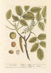 De walnootboom - Elizabeth Blackwell — weergave van het kunstwerk