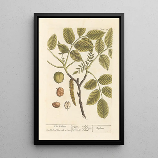 Elizabeth Blackwell - The wallnut.webp