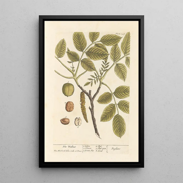 De walnootboom - Elizabeth Blackwell — ingelijst kunstwerk aan de muur
