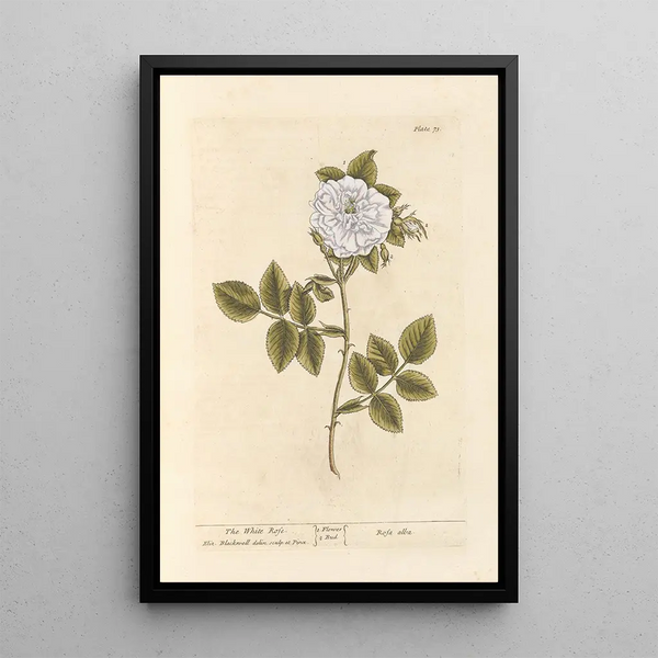 La rose blanche - Elizabeth Blackwell — ingelijst kunstwerk aan de muur