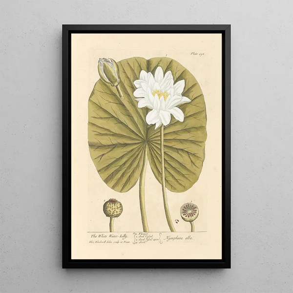 Le nénuphar blanc - Elizabeth Blackwell — ingelijst kunstwerk aan de muur