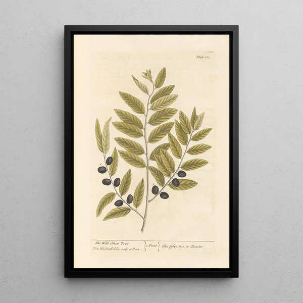 L'olivier sauvage - Elizabeth Blackwell — ingelijst kunstwerk aan de muur