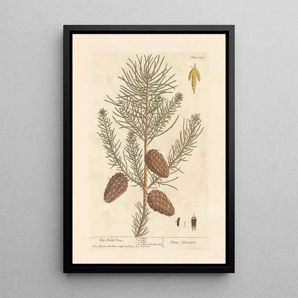 Le pin sauvage - Elizabeth Blackwell — ingelijst kunstwerk aan de muur