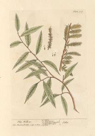 Elizabeth Blackwell - The willow.webp