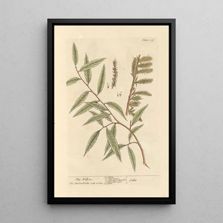 Elizabeth Blackwell - The willow.webp