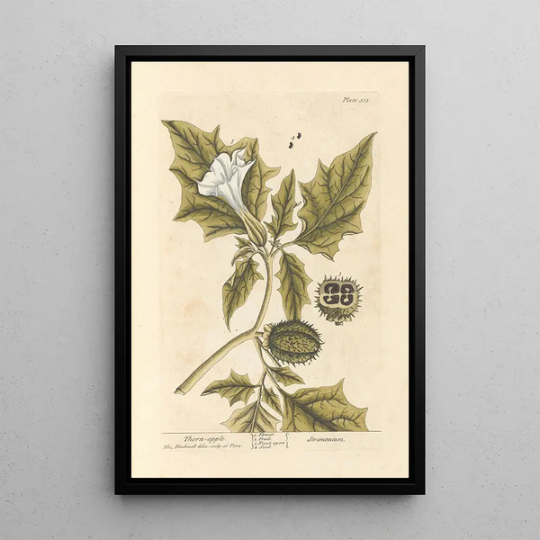 La pomme épineuse - Elizabeth Blackwell — ingelijst kunstwerk aan de muur