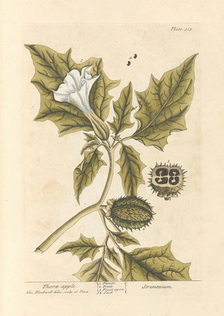 Elizabeth Blackwell - Thorn apple.webp
