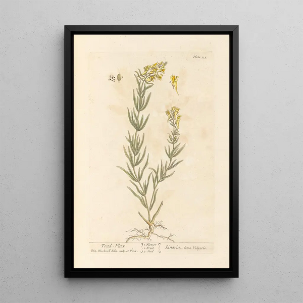Linaire - Elizabeth Blackwell — ingelijst kunstwerk aan de muur