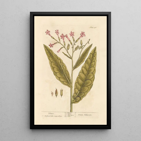 Tabak - Elizabeth Blackwell — ingelijst kunstwerk aan de muur
