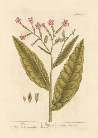 Elizabeth Blackwell - Tobacco.webp