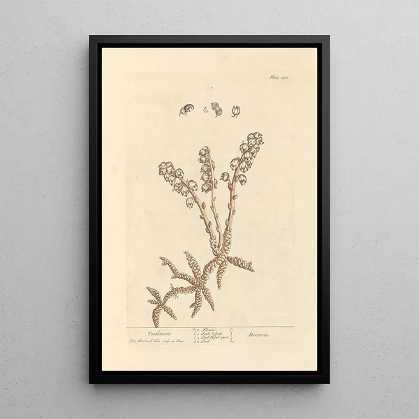 Dentelaire - Elizabeth Blackwell — ingelijst kunstwerk aan de muur