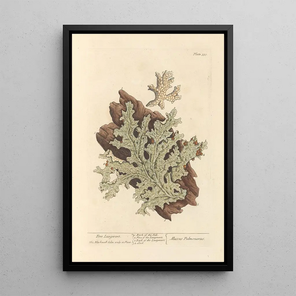Lichen pulmonaire - Elizabeth Blackwell — ingelijst kunstwerk aan de muur
