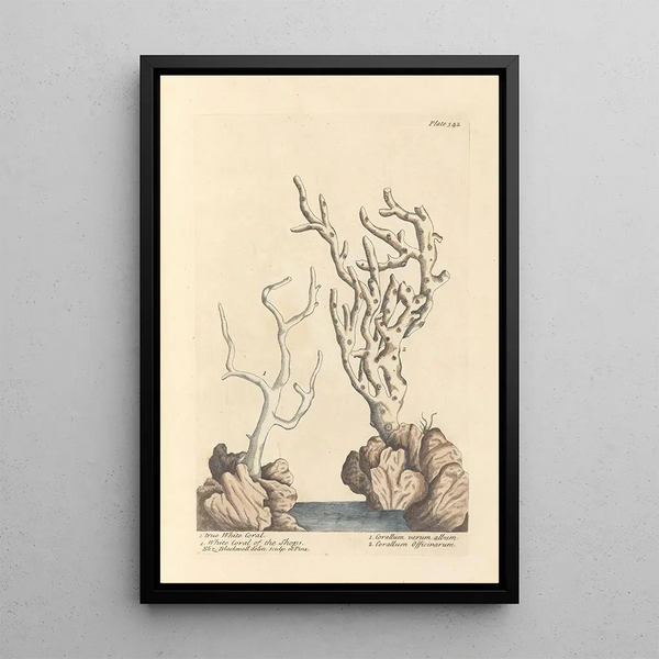 Véritable corail blanc des boutiques - Elizabeth Blackwell — ingelijst kunstwerk aan de muur