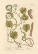 Turbith - Elizabeth Blackwell — weergave van het kunstwerk