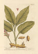 Curcuma - Elizabeth Blackwell — weergave van het kunstwerk