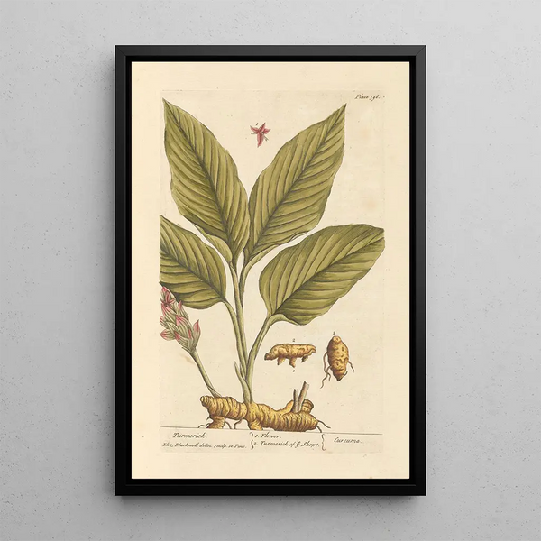 Curcuma - Elizabeth Blackwell — ingelijst kunstwerk aan de muur