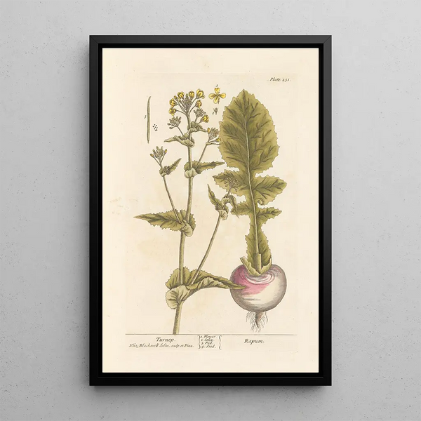 Navet - Elizabeth Blackwell — ingelijst kunstwerk aan de muur
