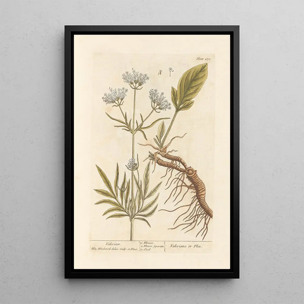 Valériane - Elizabeth Blackwell — ingelijst kunstwerk aan de muur