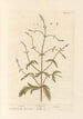 Verveine - Elizabeth Blackwell — weergave van het kunstwerk