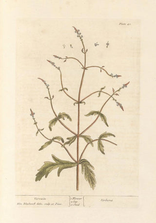 Elizabeth Blackwell - Vervain.webp