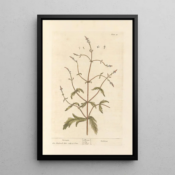 Verveine - Elizabeth Blackwell — ingelijst kunstwerk aan de muur