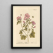Mauve de guimauve - Elizabeth Blackwell — ingelijst kunstwerk aan de muur