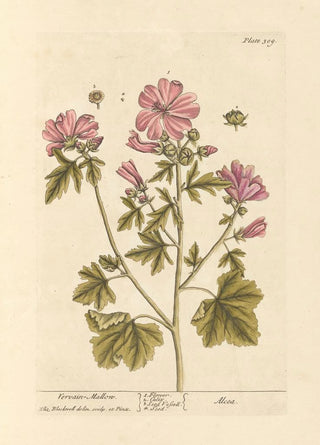 Elizabeth Blackwell - Vervain mallow.webp