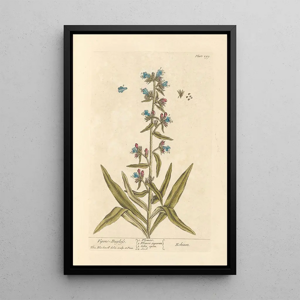 Vipérine - Elizabeth Blackwell — ingelijst kunstwerk aan de muur