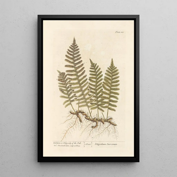 Fougère muur of eik polypode - Elizabeth Blackwell — ingelijst kunstwerk aan de muur