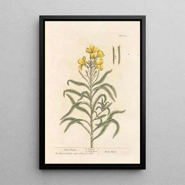 Giroflée - Elizabeth Blackwell — ingelijst kunstwerk aan de muur
